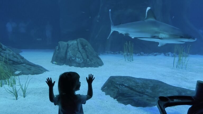 Niña pequeña mirando un tiburón en el estanque principal del Georgia Aquarium durante una visita familiar