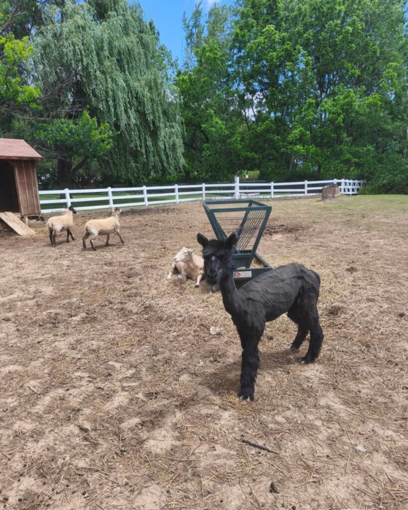 visita a amish farm
